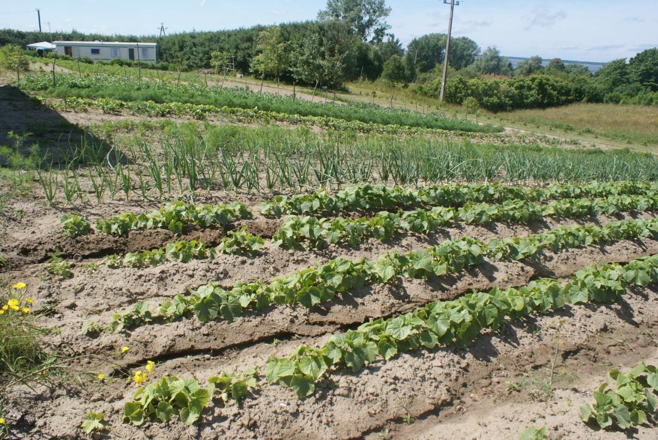Agrodomki Okej -Dom Koko Gardna Wielka Ngoại thất bức ảnh